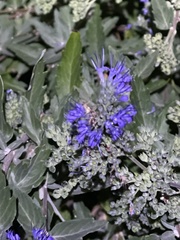 Vitex agnus-castus