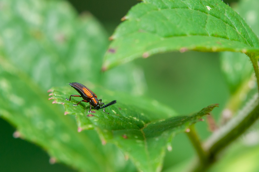 Pentispa in September 2022 by Federico Figueroa Cabezas · iNaturalist