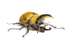 Dynastes hyllus