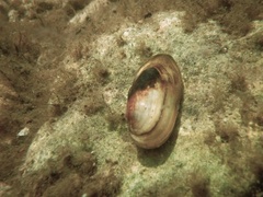 Unio pictorum