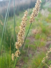 Carex tereticaulis