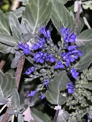 Vitex agnus-castus