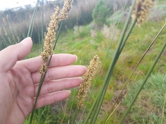 Carex tereticaulis