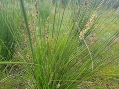 Carex tereticaulis