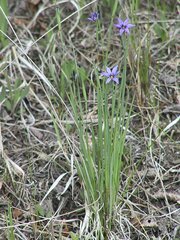 Sisyrinchium idahoense