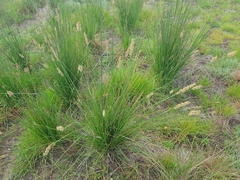 Carex tereticaulis