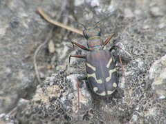 Cicindela tranquebarica