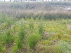 Carex tereticaulis