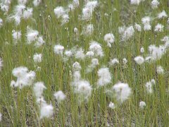 Eriophorum scheuchzeri
