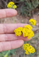 Achillea ageratum