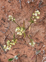 Lepidium phlebopetalum