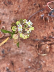 Lepidium phlebopetalum