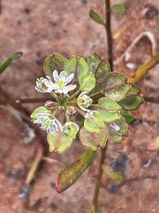 Lepidium phlebopetalum