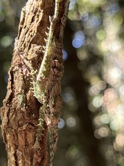 Phricta spinosa