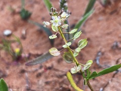 Lepidium phlebopetalum