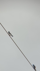 Artamus leucorynchus