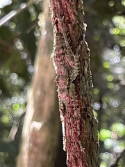 Phricta spinosa