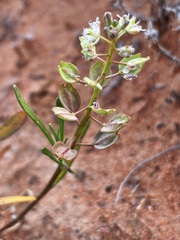 Lepidium phlebopetalum