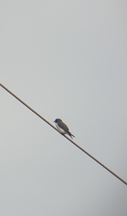 Artamus leucorynchus