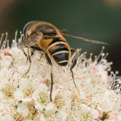 Eristalis nemorum