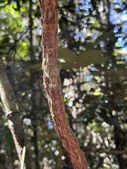 Phricta spinosa