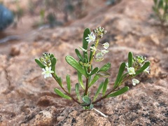 Lepidium phlebopetalum