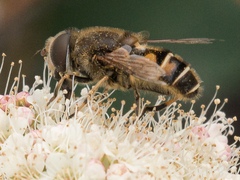 Eristalis nemorum