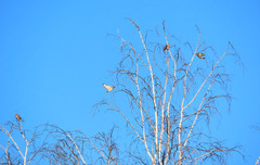 Coccothraustes coccothraustes