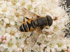 Eristalis nemorum
