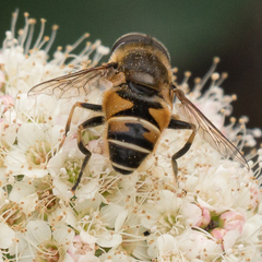 Eristalis nemorum