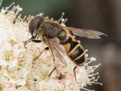 Eristalis nemorum