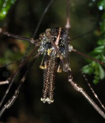 Forsteropsalis pureora