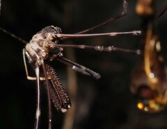 Forsteropsalis pureora