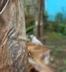 Telostylinus lineolatus
