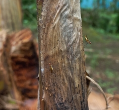 Telostylinus lineolatus