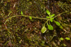 Montia parvifolia