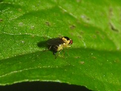 Thaumatomyia