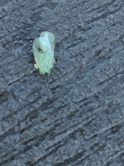 Flatidae