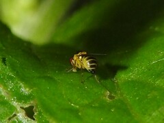 Thaumatomyia
