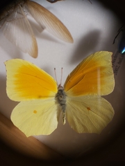 Gonepteryx cleopatra