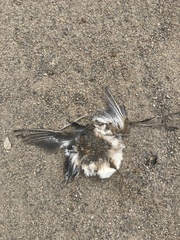 Charadriiformes
