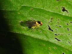 Thaumatomyia