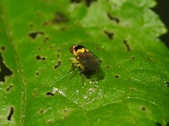 Thaumatomyia