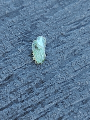 Flatidae