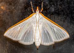 Diaphania costata