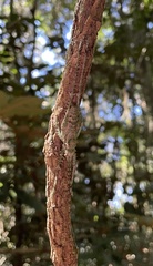 Phricta spinosa