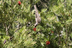 Philemon citreogularis