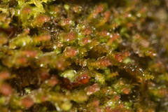 Marsupella emarginata