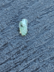 Flatidae