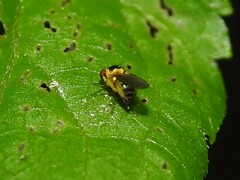 Thaumatomyia
